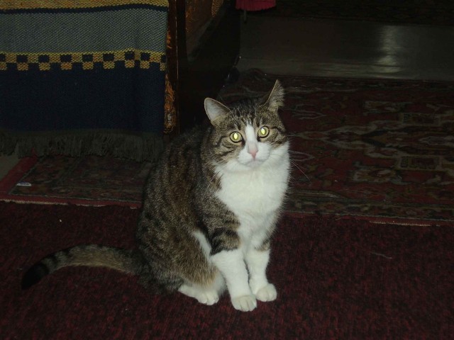 Котовторник на ЯПлакалъ (13.05.08)