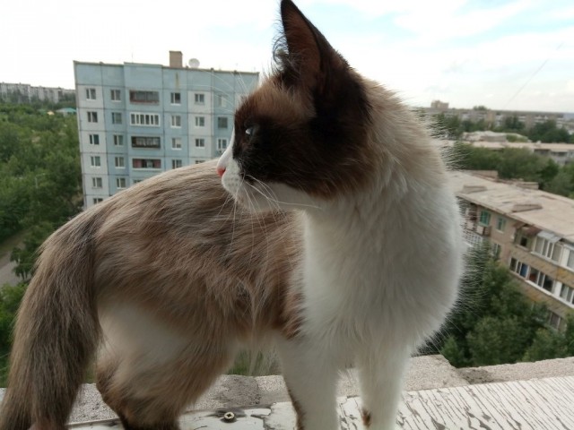 Котовторник 26.06.2018