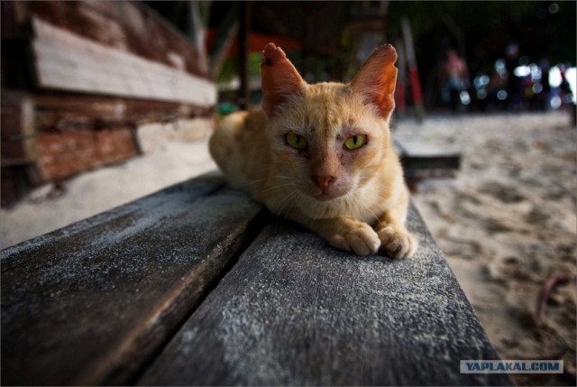Котовторник на ЯПлакалъ