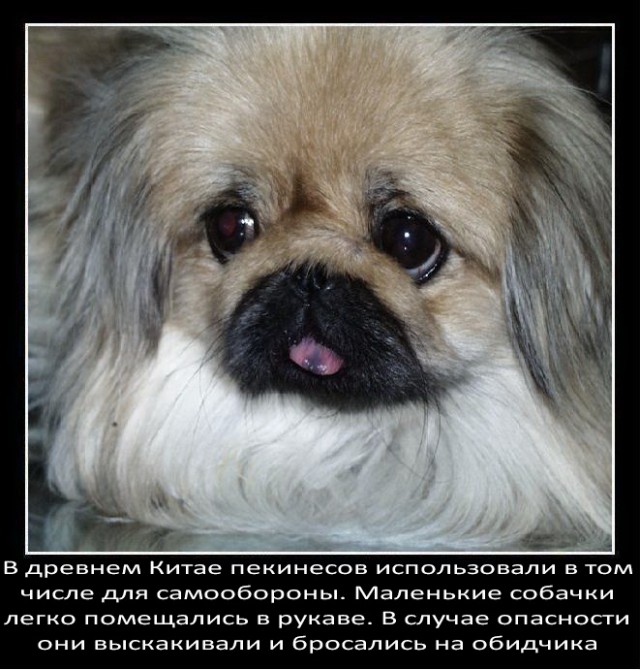 Немного о собаках