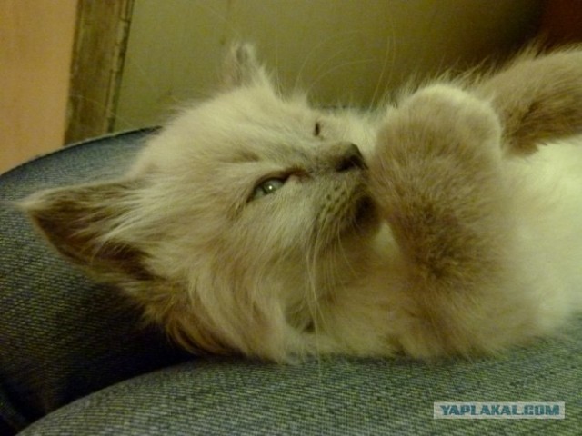 Котовторник уже сегодня!