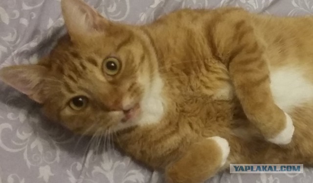 Для чего созданы коты