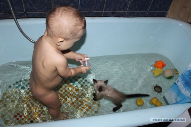 Водоплавающий котенок