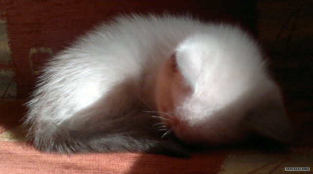 Котовторник! 08.11.11