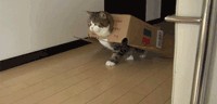 Почему кошки так любят коробки?