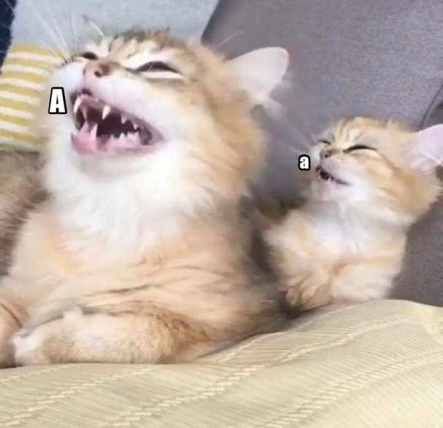 Прикольных котов пост