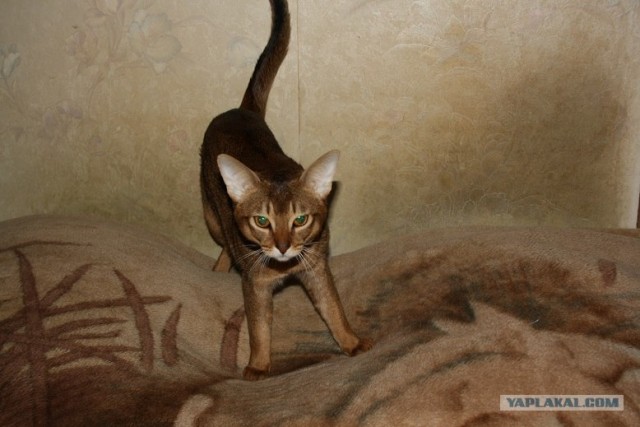 Котовторник 20.03.2012