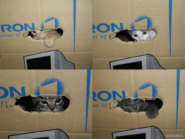 Котовторник 1 мая 2012