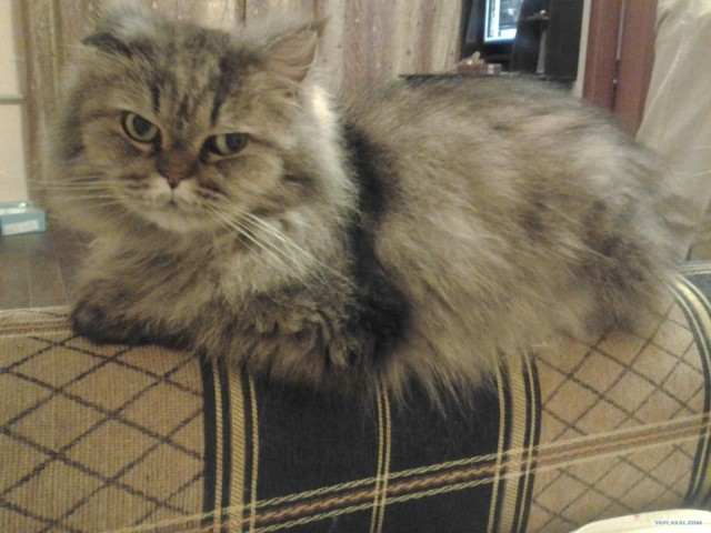 Котовторник 10. 07. 2012