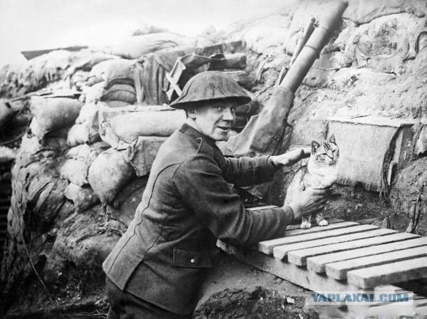 Коты и кошки на войне