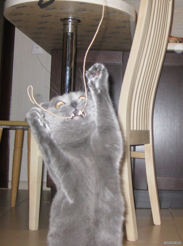 Котовторник  16.10.12
