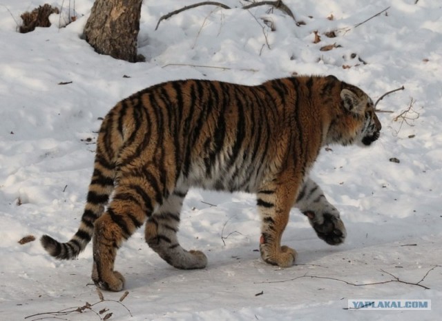 Молодые тигрицы Приморского сафари-парка