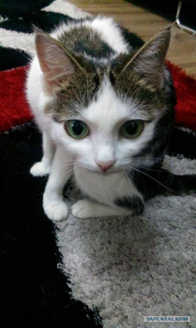 Картинки с котами и про котов