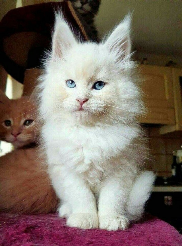 Забавные фото котеек