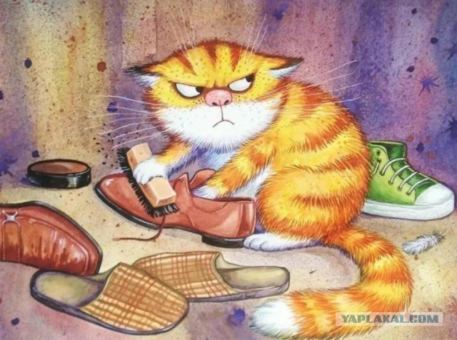 Забавные картинки с котами из сети