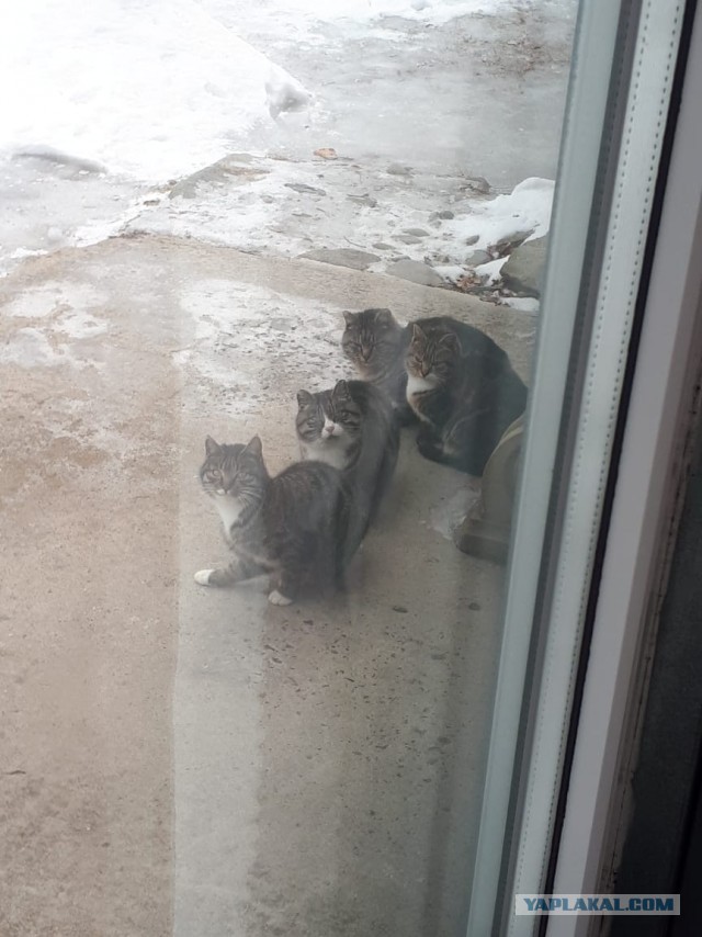 ̶К̶о̶р̶о̶н̶  Котовторник!