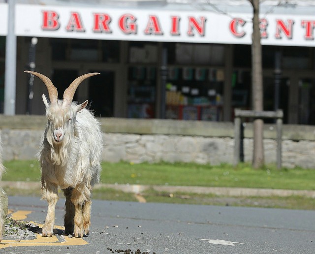 Из-за карантина город в Уэльсе «захватили» горные козлы. Теперь они бегают по безлюдным улицам и заглядывают в окна