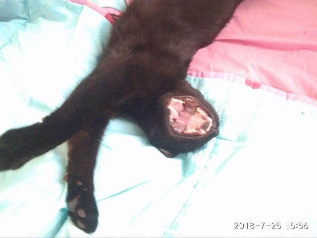 Не котовторник, но однако