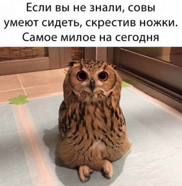 Забавные шутки, картинки и фразы из этих ваших интернетов