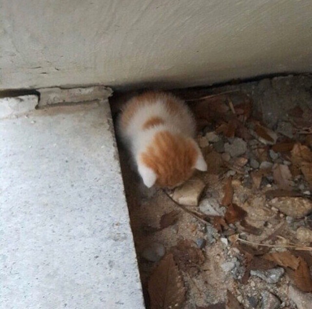 Эти забавные животные