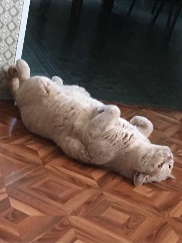 Коты, которые спят где попало и как попало