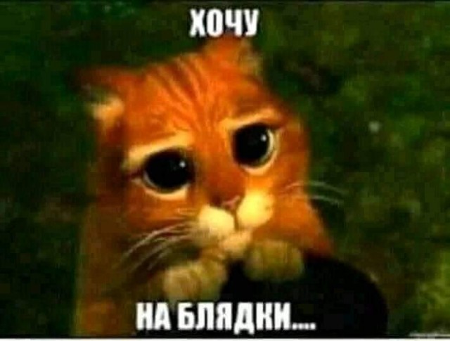 Картинки на котовторник 1.09.20