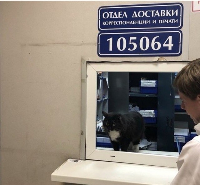 Подборка забавной живности
