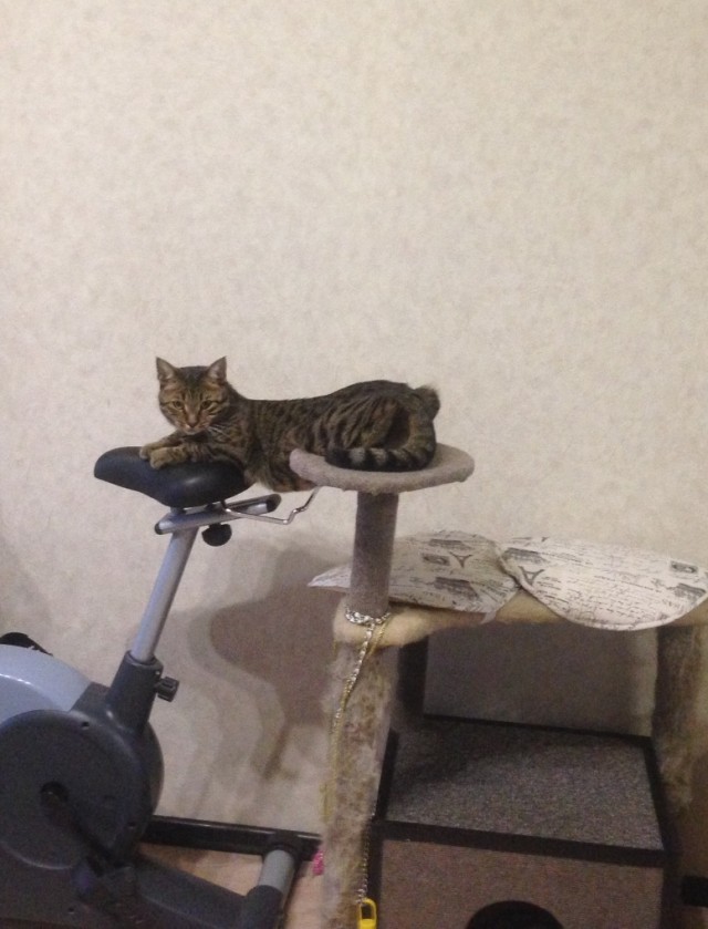 Домик для котейки