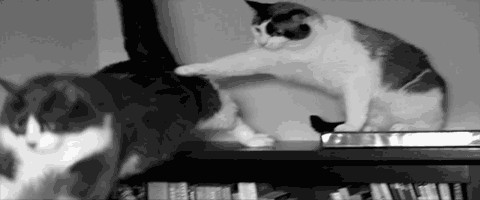 Кот - летяга