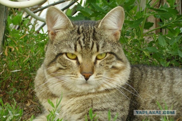 С котовторником!