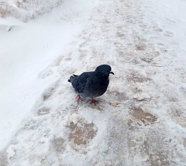 Подборка всякой живности