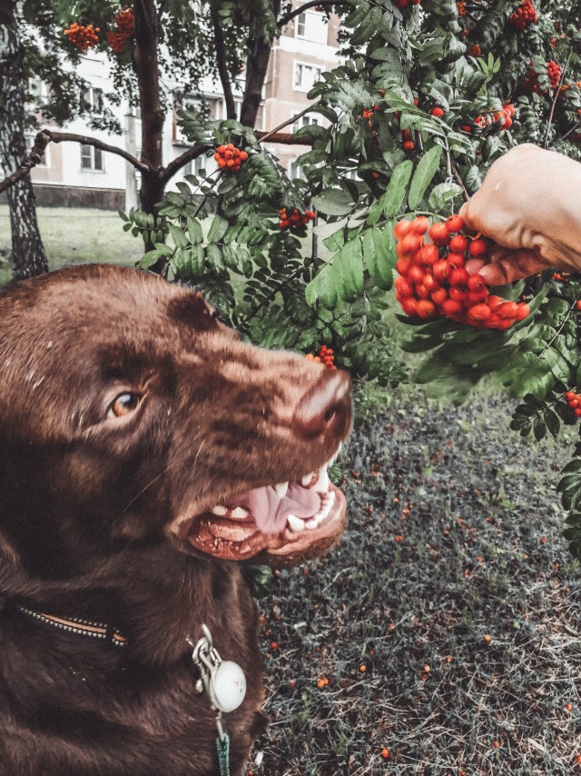 ЯПовские сцобакены