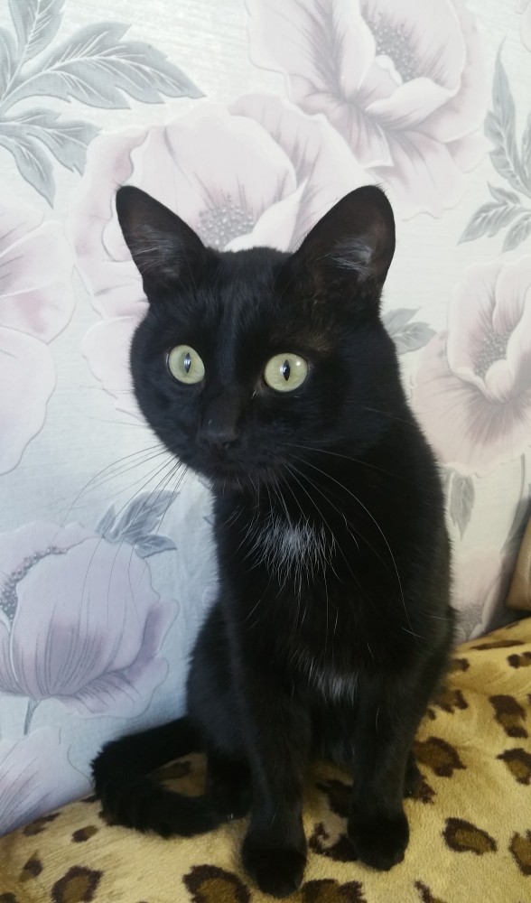 А котовторник уже начался?