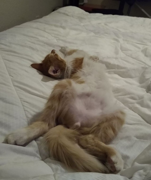 Коты в США