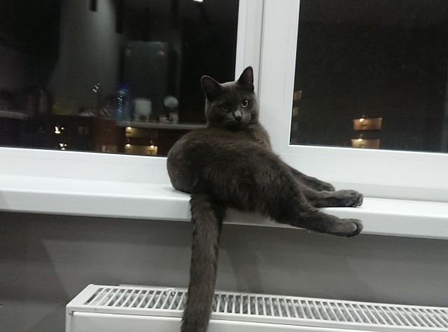 Котовторник 28.09.21