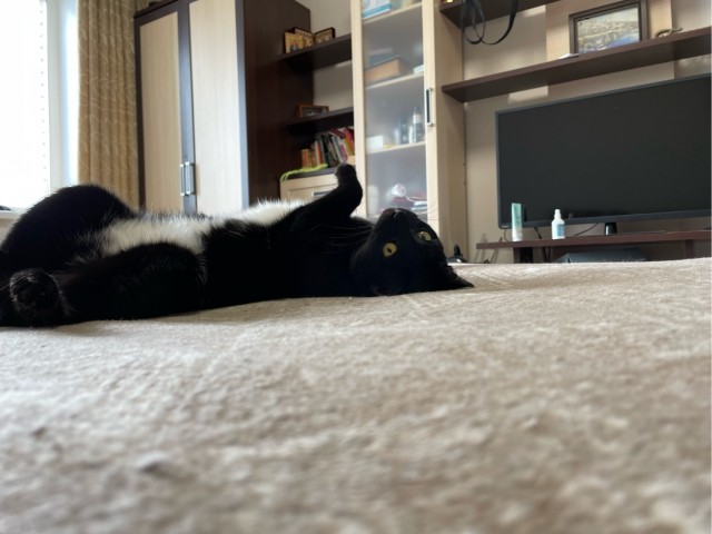 Котовторник 28.09.21