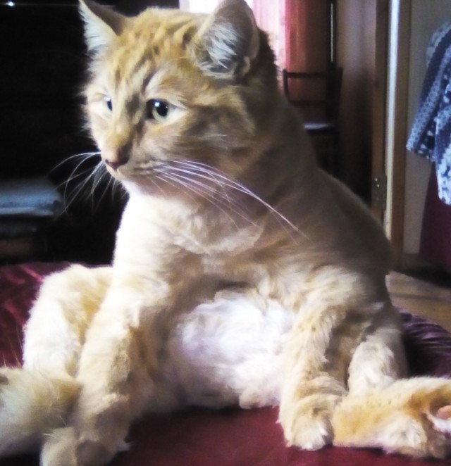 Котовторник 28.09.21