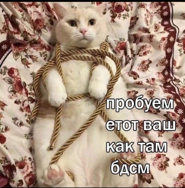 Профилактическая порция котов, повышающих уровень серотонина