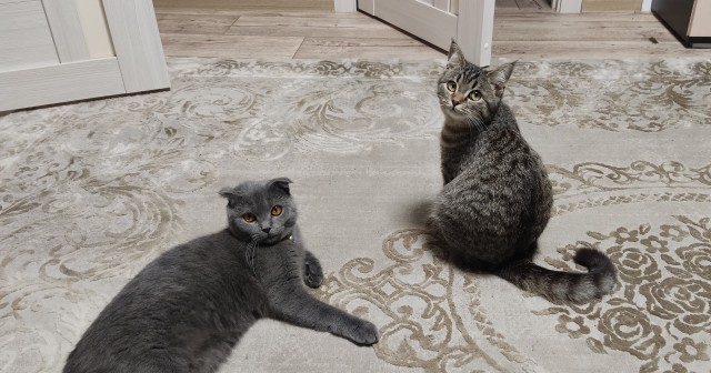 Котовторник так котовторник