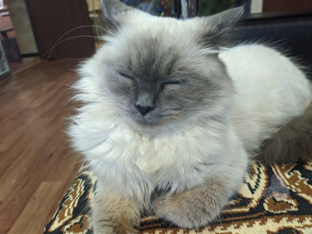 Котовторник 11.01.22