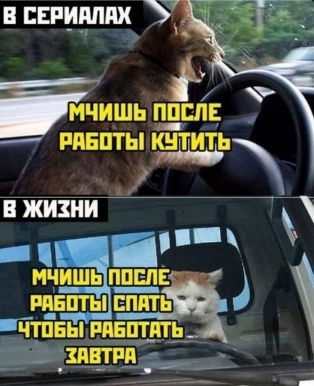 Человек собаке друг и другие картинки под настроение 13.01.2022