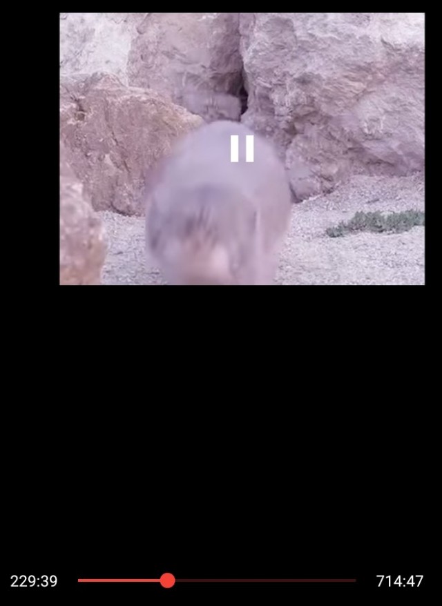Котю дразнят