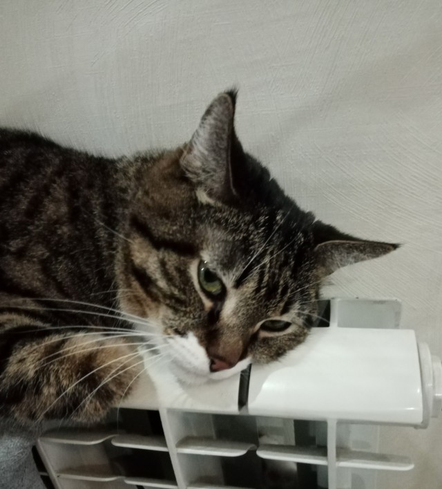 МИРУ - МИР ! Котикам - котовторник !