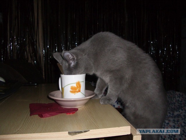 С праздником и котофторником!