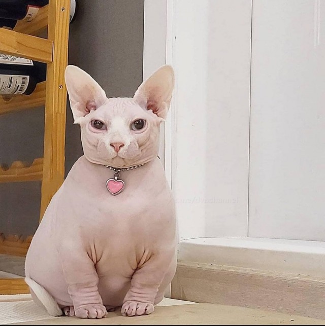 Забавные и смешные картинки на котовторник