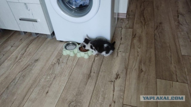 Сделай страшную руку, мне нужно напасть