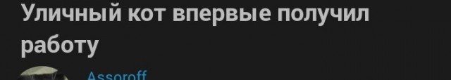 Уличный кот впервые получил работу