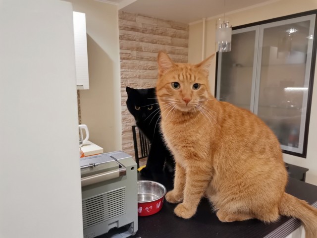 Котенок проснулся