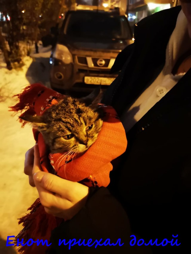 Жизнь домашнего приюта "Котоленд" 363