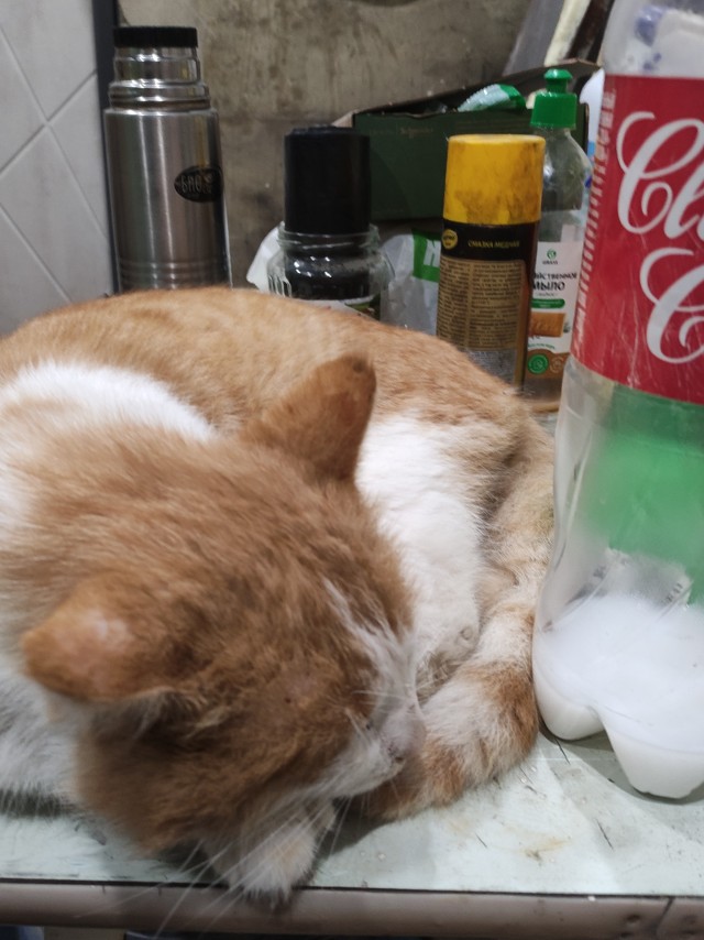 С годом кота граждане Яповцы